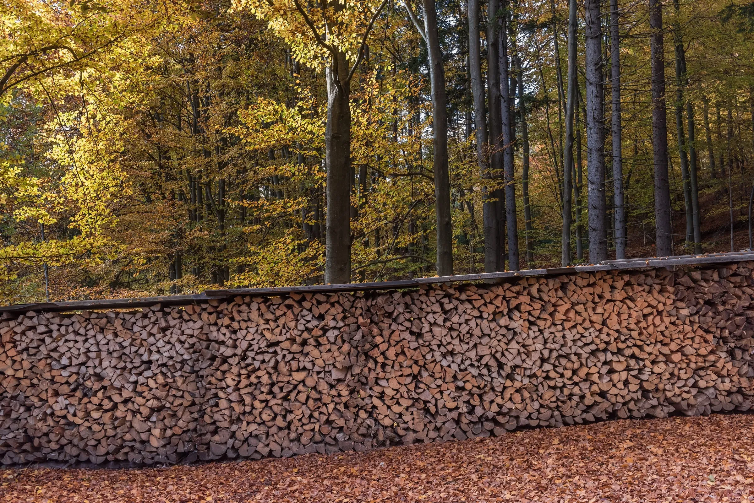 Forststraße mit Brennholzstapel – Symbolbild