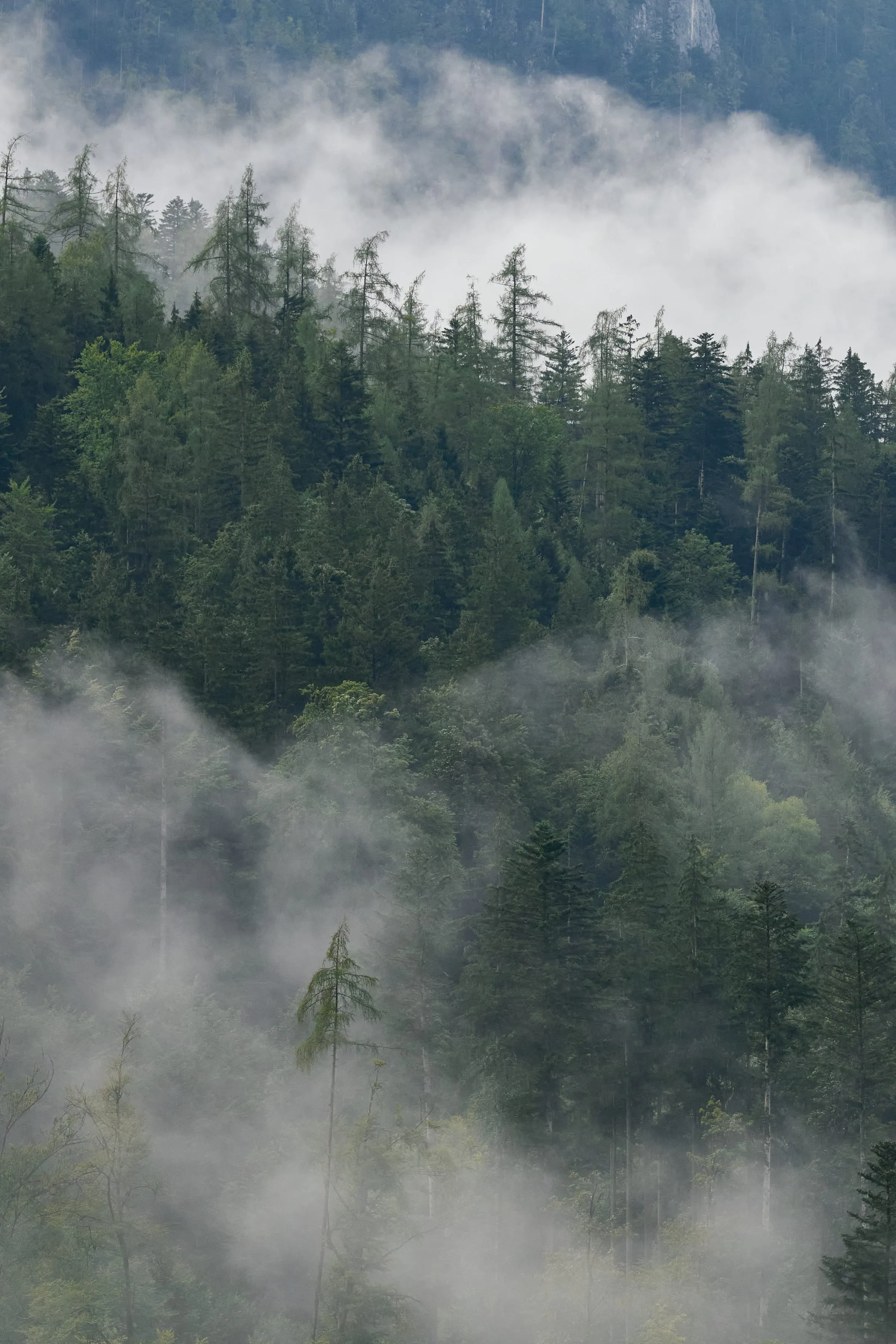 Bergwald im Nebel bei Unken, Salzburger Land – Symbolbild