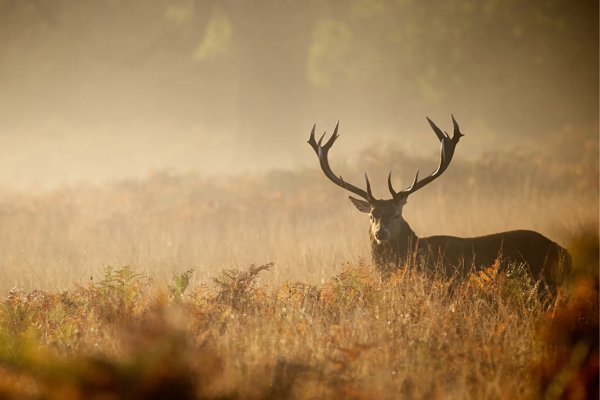 Rothirsch im Morgennebel auf einer herbstlichen Wiese